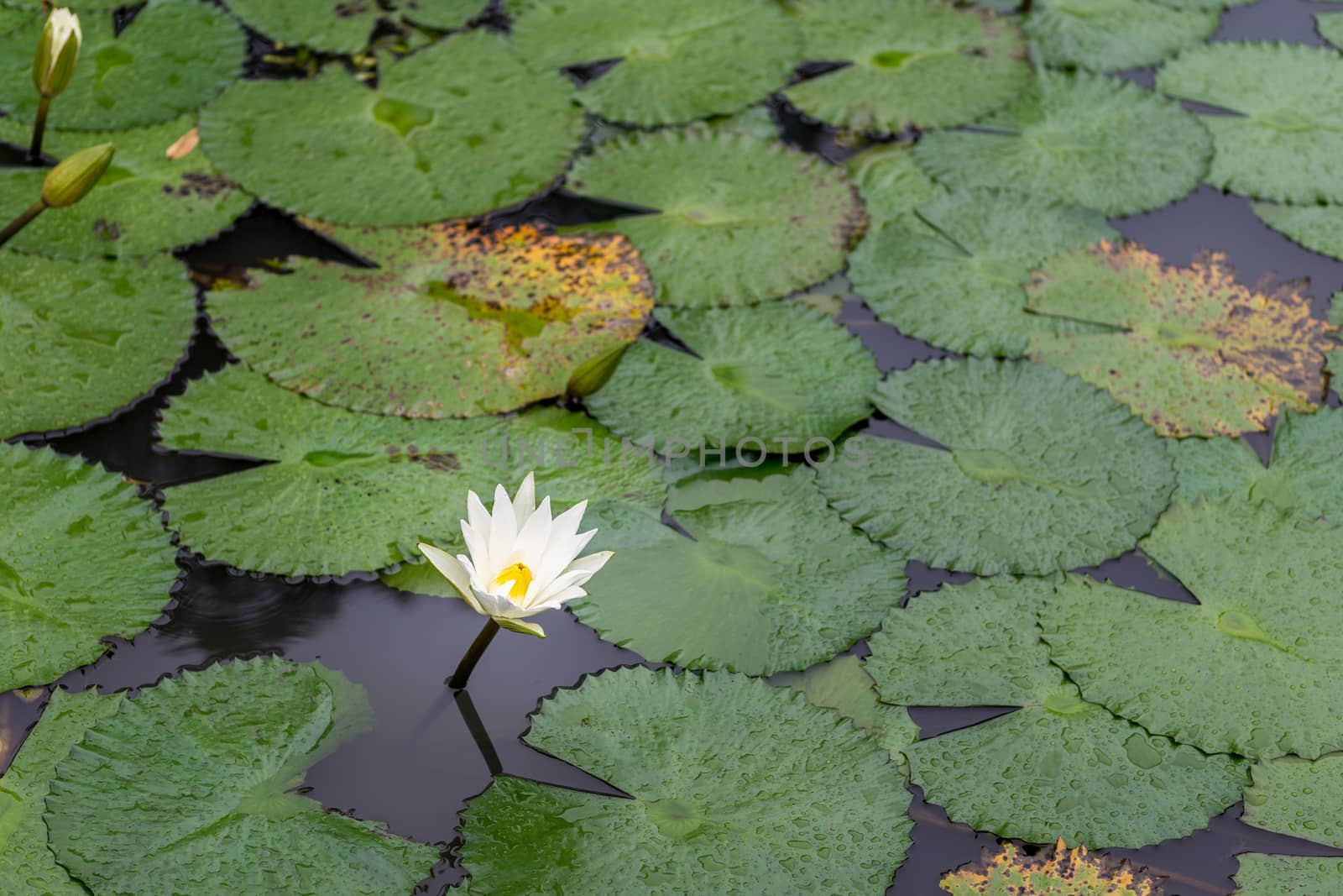 White Lotus waterlily by derejeb