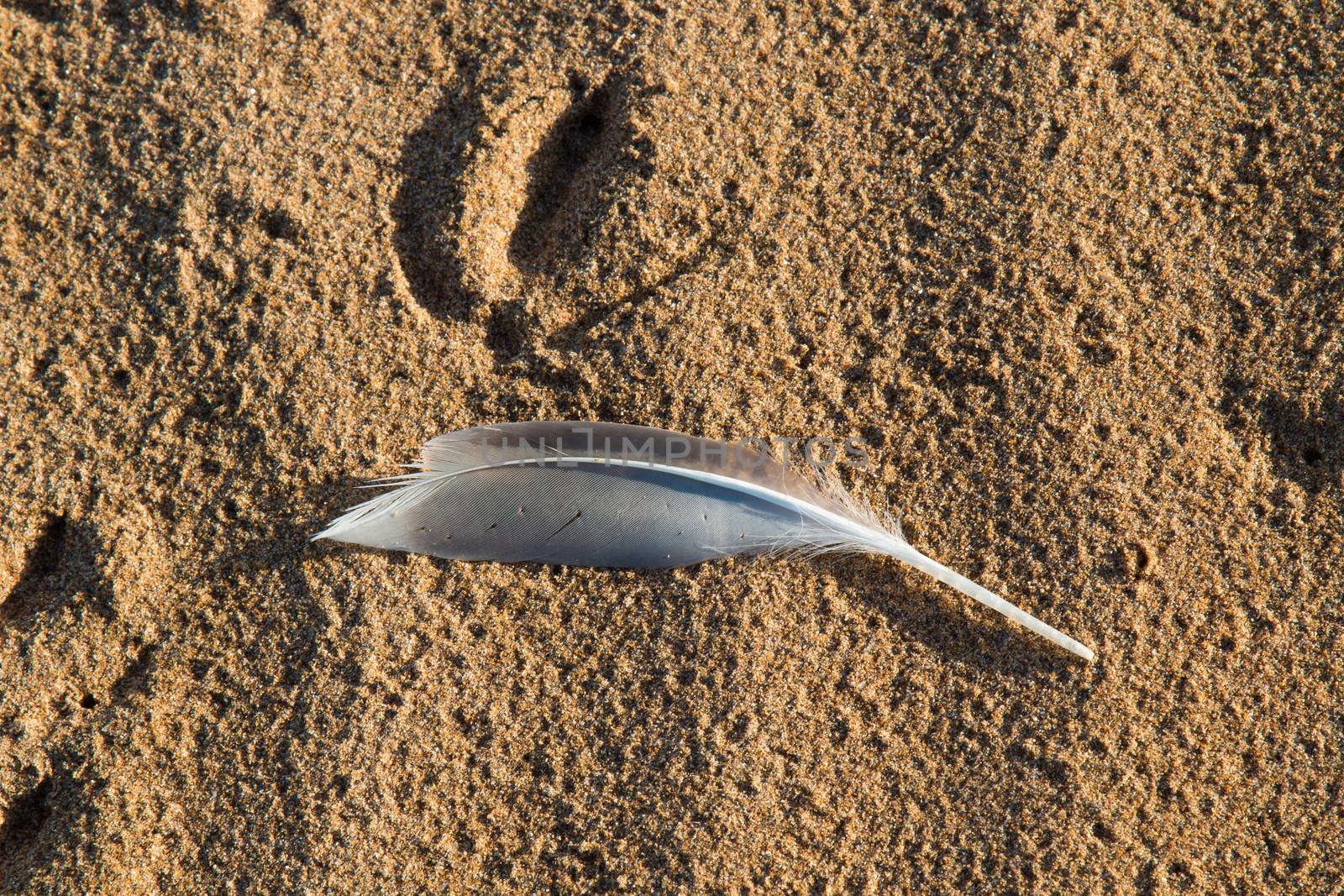 Seagull feather on the sand of a beach by YassminPhoto