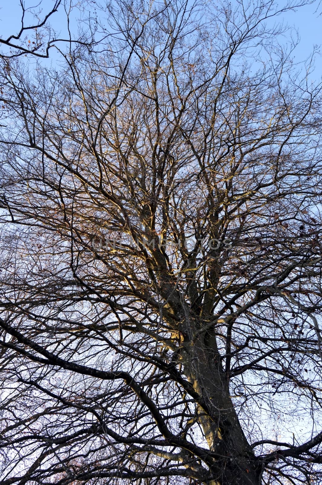 Old oak with leafless branches under a setting sun