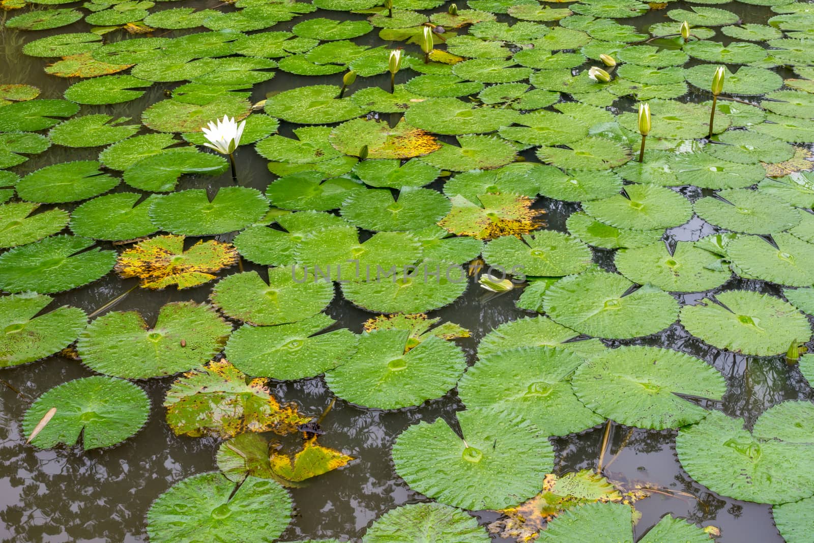 White Lotus waterlily by derejeb