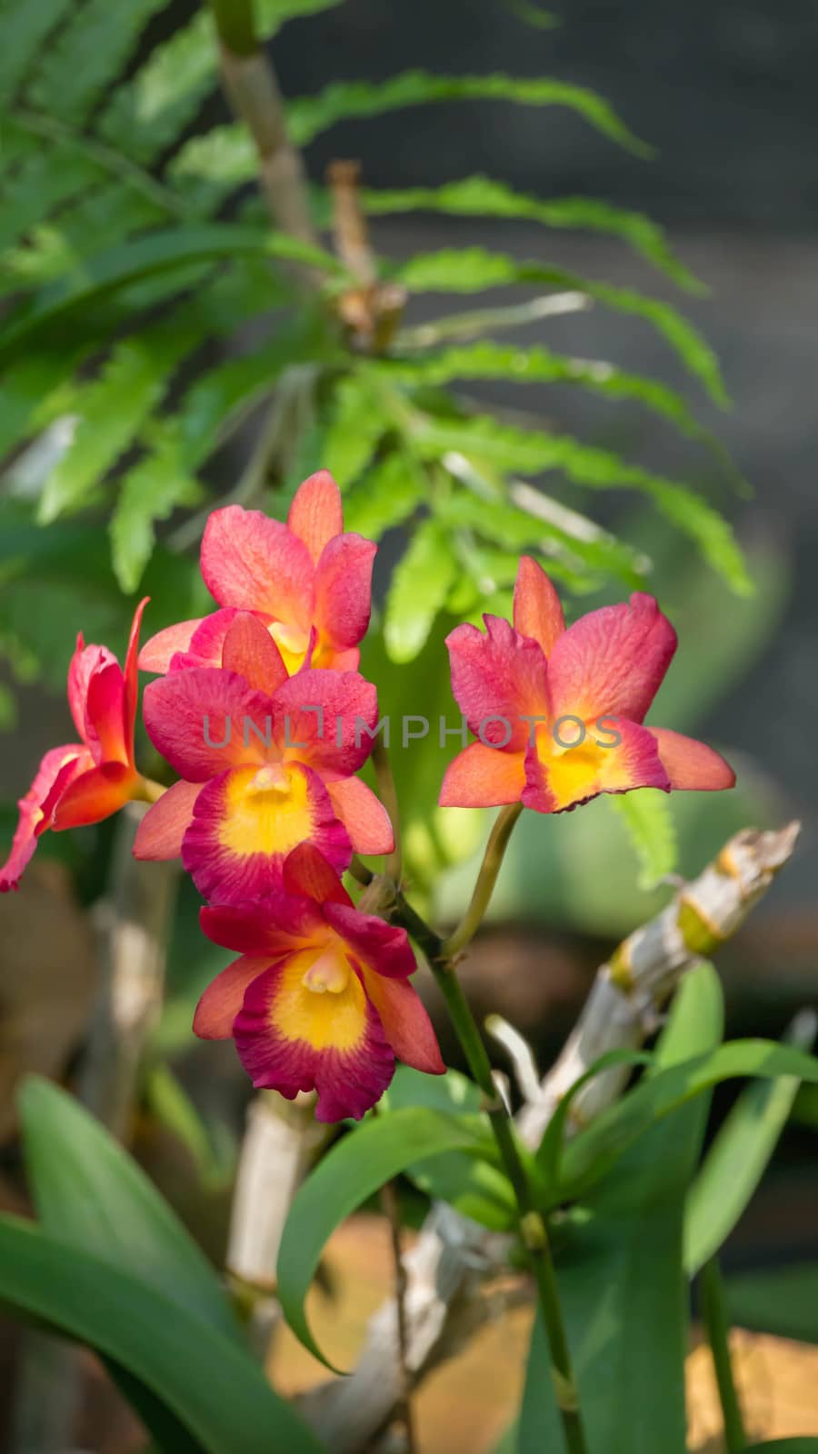 Close up of beautiful orchids blooms in garden