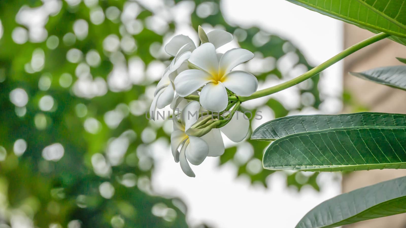 White and yellow Plumeria ( frangipani flowers ) in garden