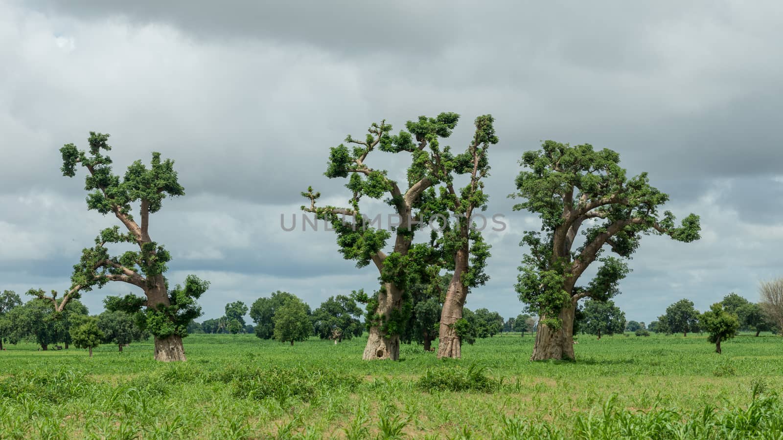 Big Old trees with newly sprouting leaves common in the rural areas of Senegal