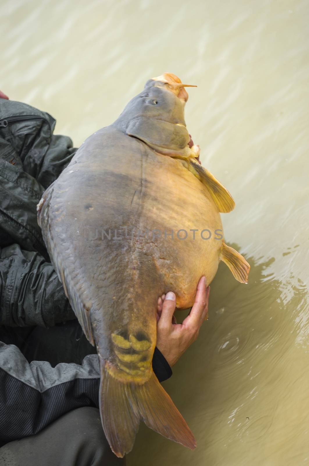 Carp fish just fished close up outdoor, France