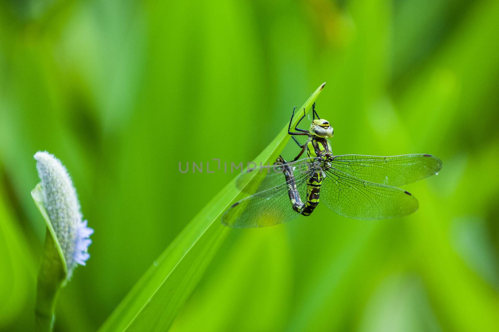 Blue tailed Damselfly on blurred background, France