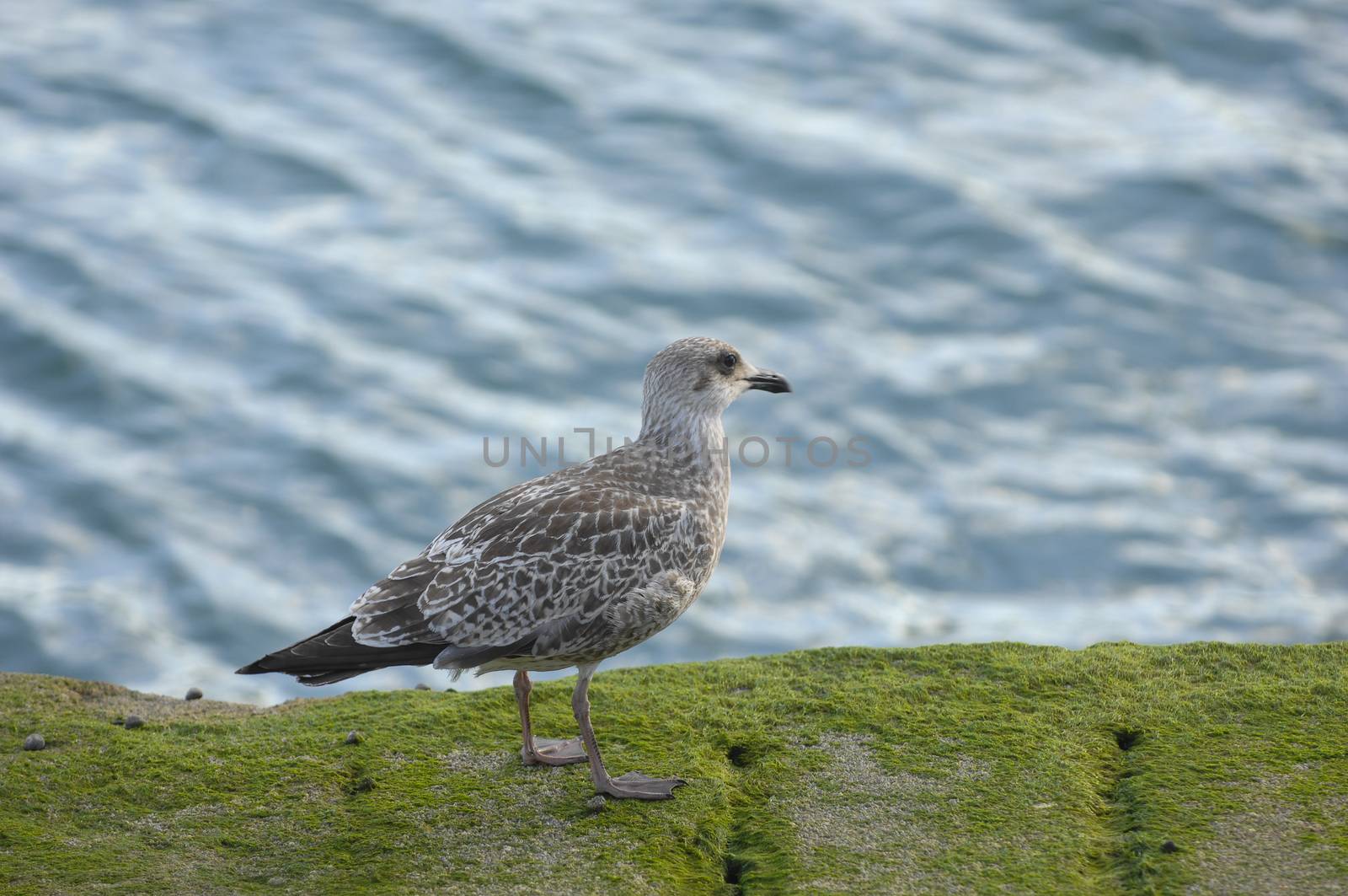 seagull in front of the Fort National near Saint-Malo, a port city in northwestern France