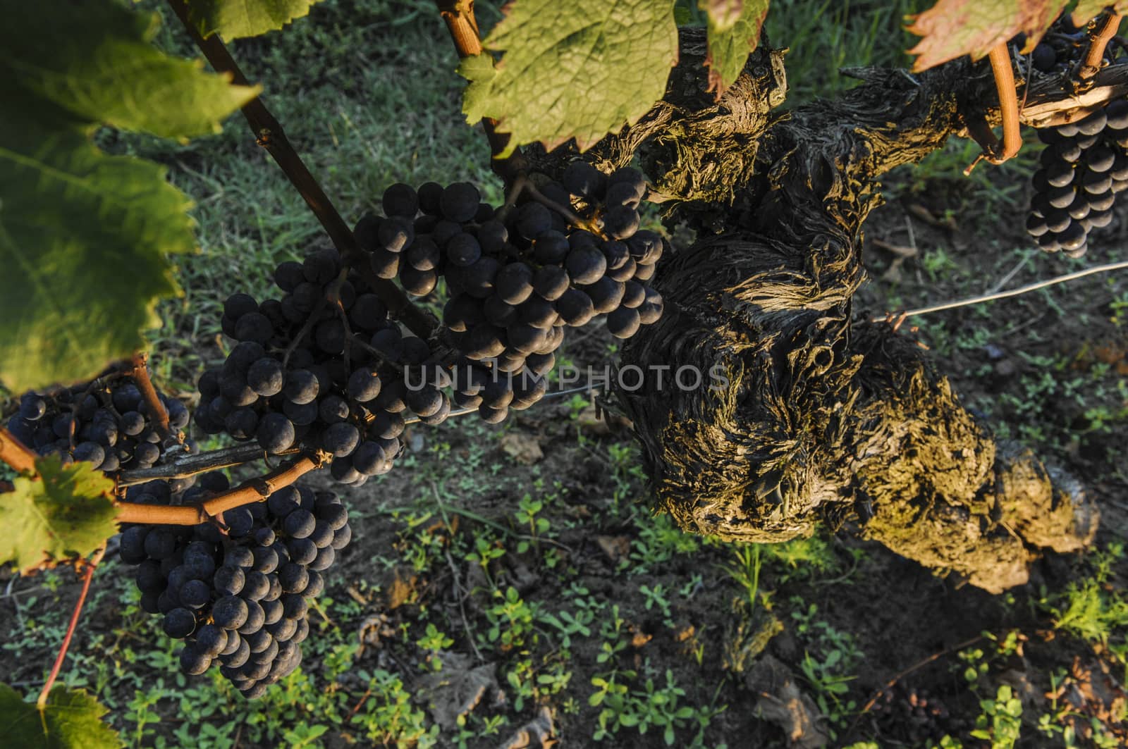 Red merlot grapes, Bordeaux vineyard, France, Europe