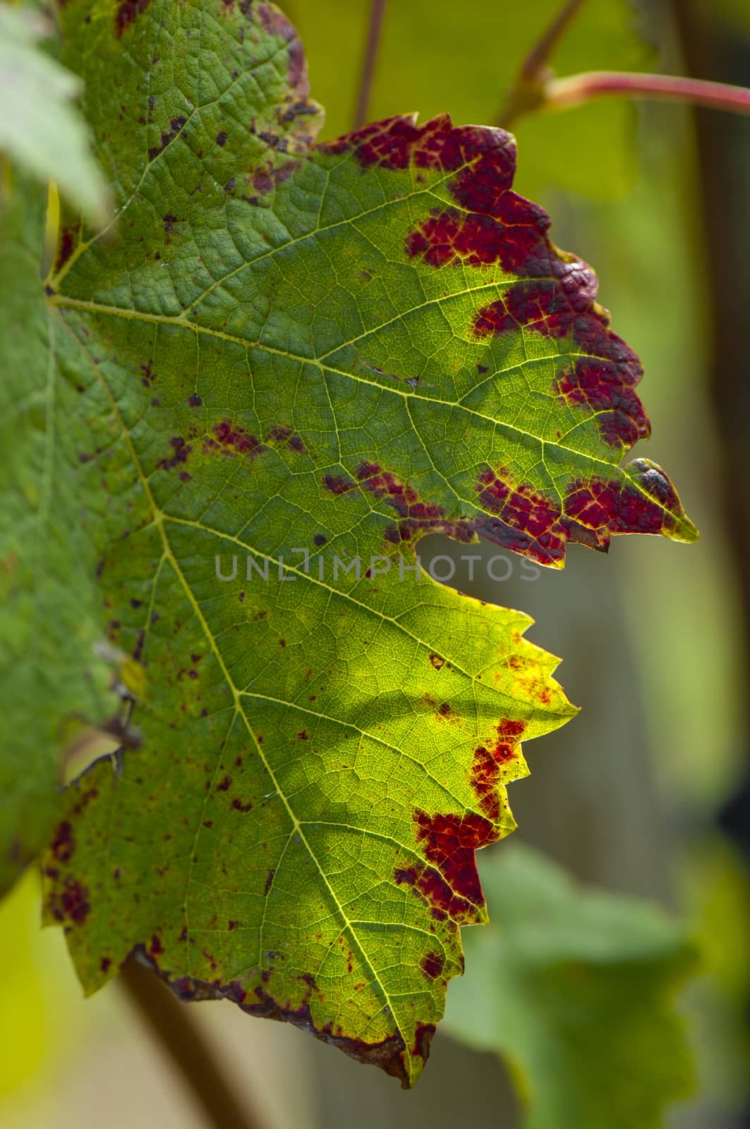 Background image of autumn leaves in bordeaux vineyard