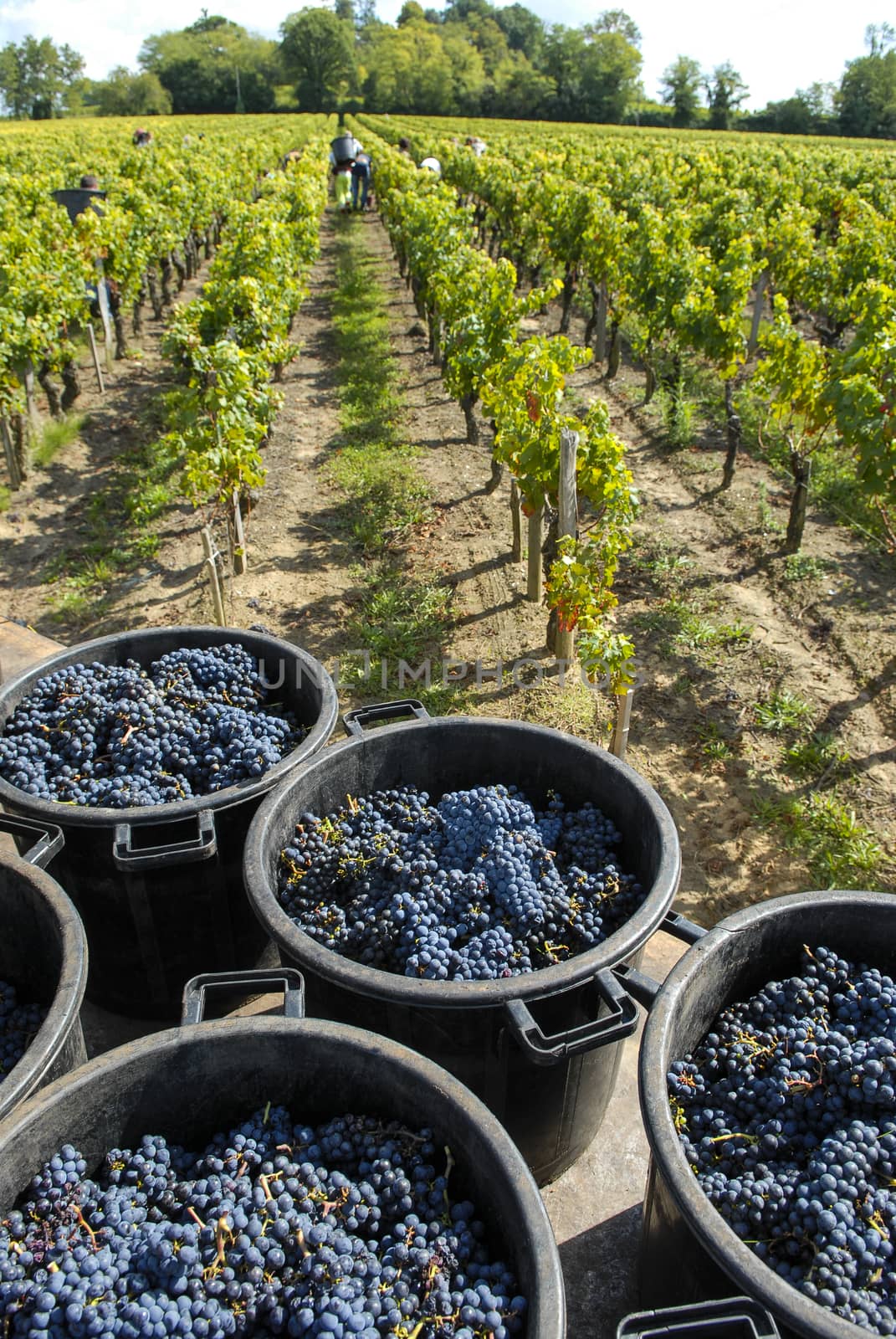 Grapes wine harvest, Bordeaux Vinyard, France, Europe