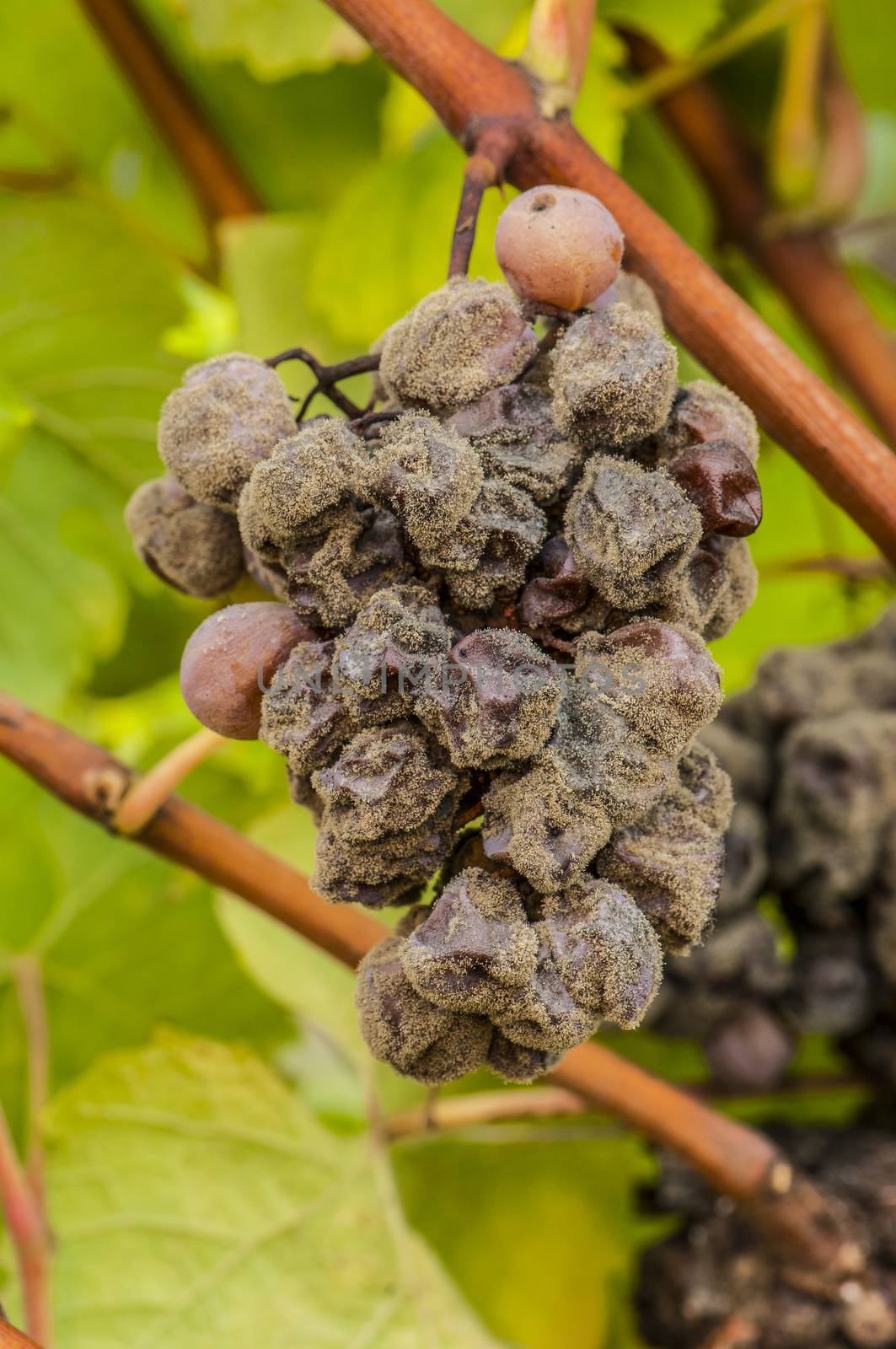 Noble rot of a wine grape, grapes with mold, Botrytis, Sauternes, France
