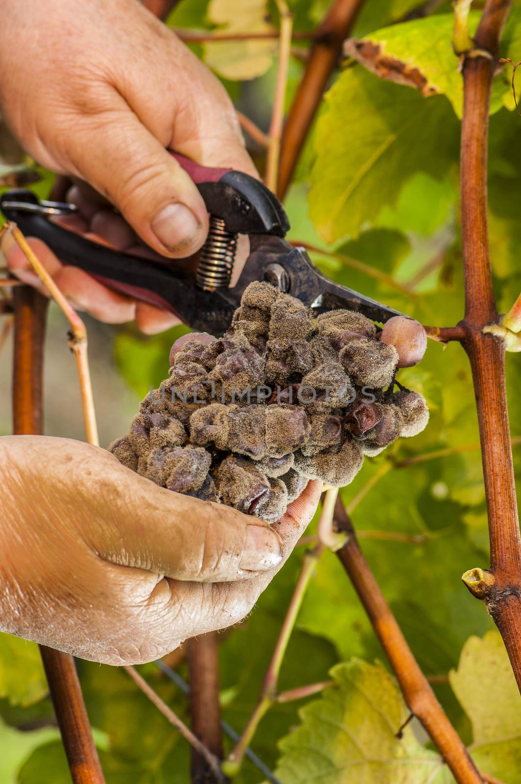 Noble rot of a wine grape, grapes with mold, Botrytis, Sauternes, France
