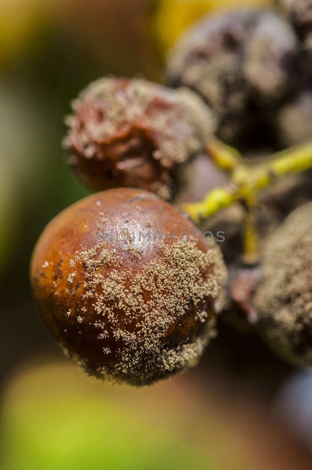 Noble rot of a wine grape, grapes with mold, Botrytis, Sauternes, France