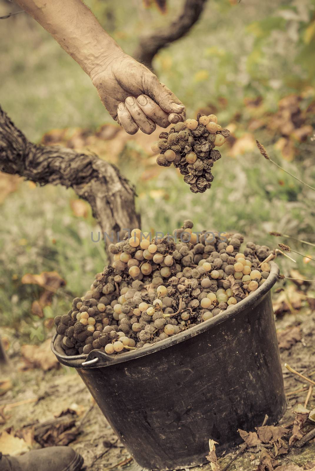 Noble rot of a wine grape, grapes with mold, Botrytis, Sauternes, France
