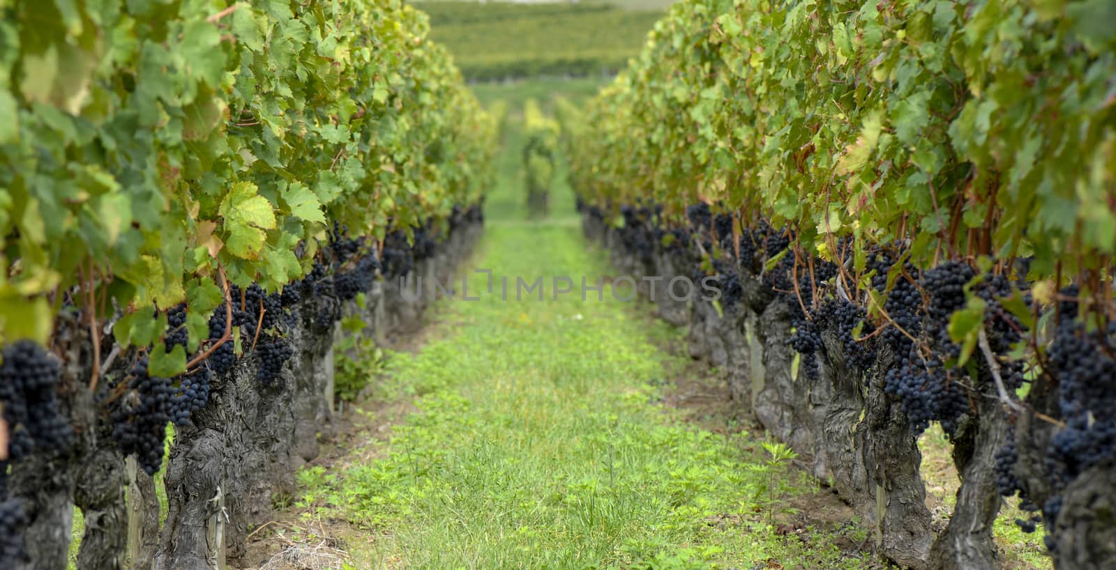 Red merlot grapes, Bordeaux vineyard, France, Europe