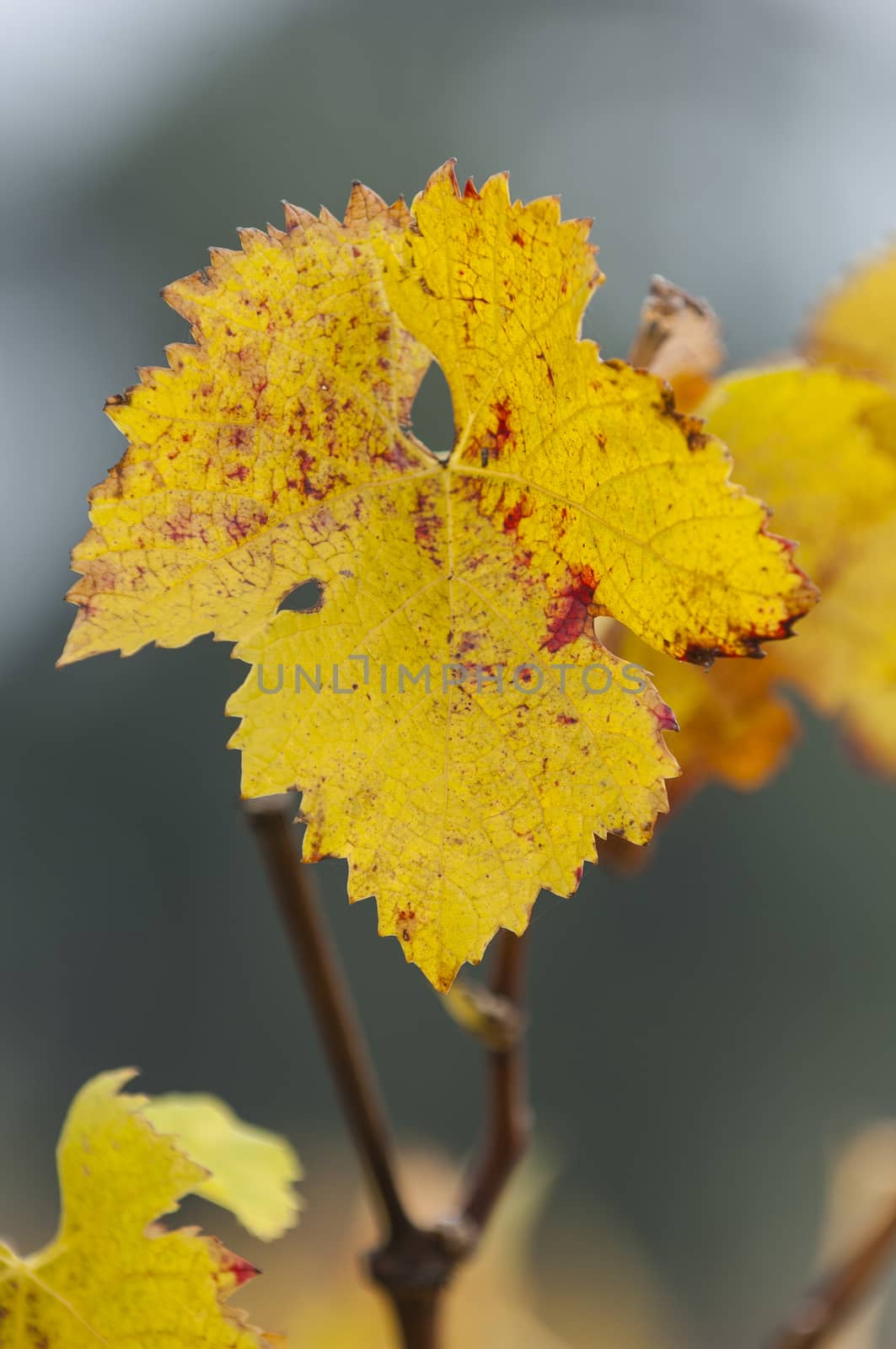 Background image of autumn leaves in bordeaux vineyard