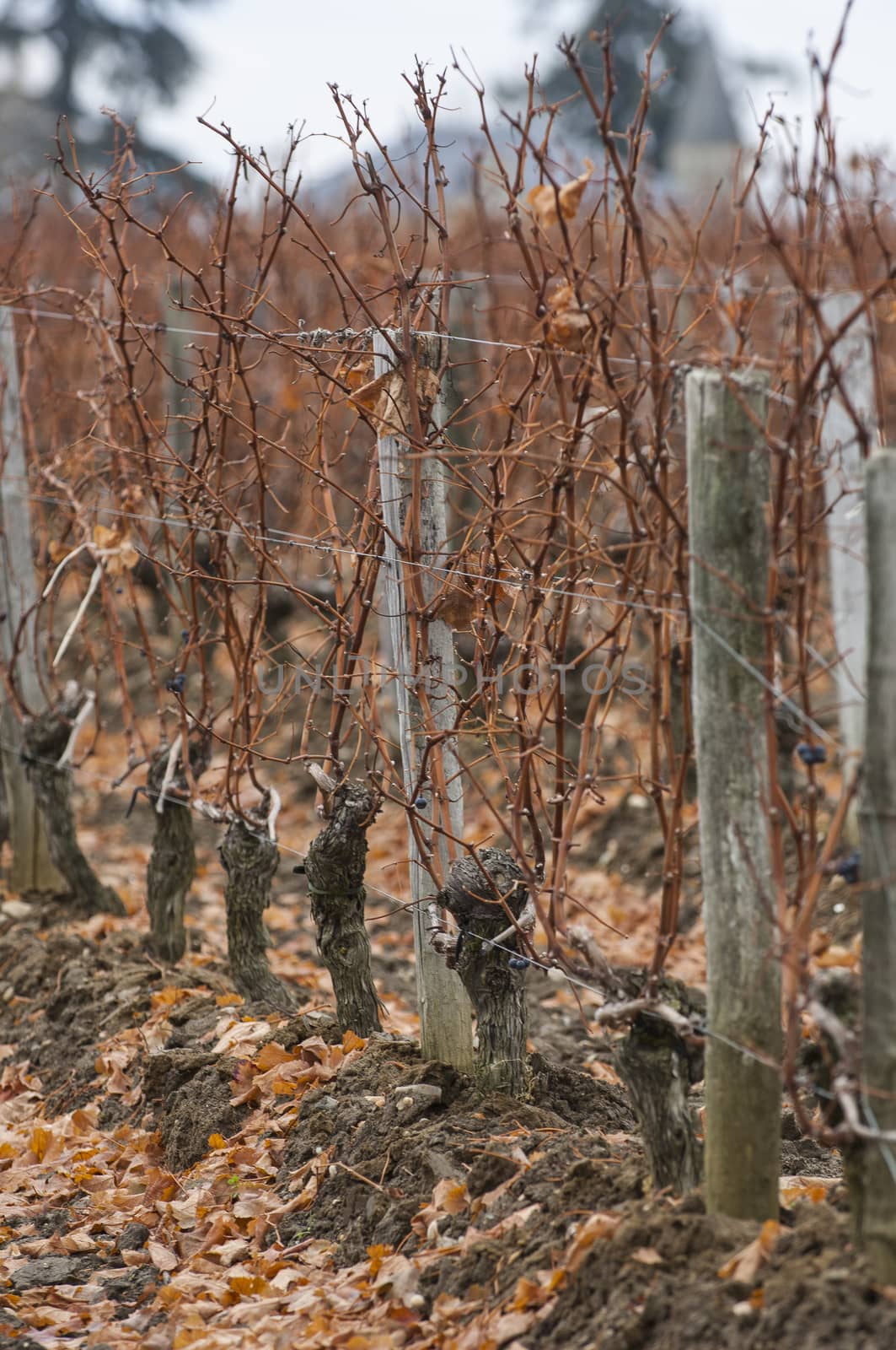 Feet Vineyard at sunset, Bordeaux Wineyard, France