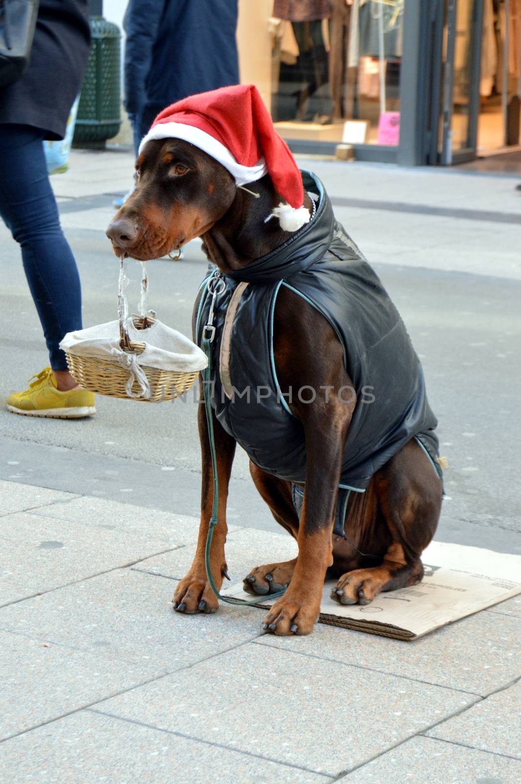 Dog sitting on the street holding a basket in the mouth with a christmas cap