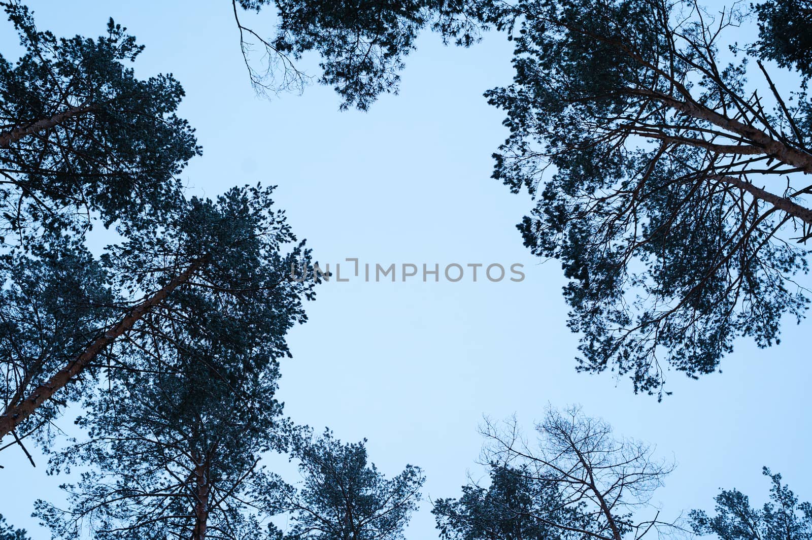 tops of the pine trees against the sky. Winter background