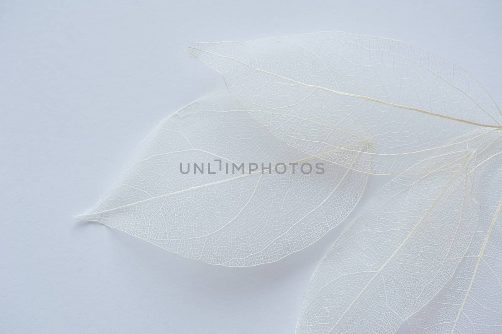 leaf texture tree white background and place for text.