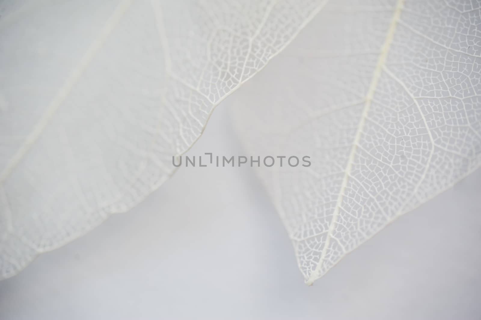 leaf texture tree white background and place for text.
