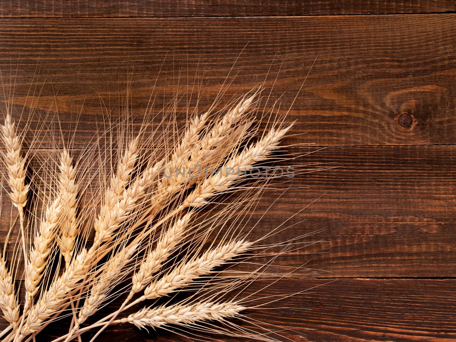 Spikelets of wheat on dark brown wooden background. Top view