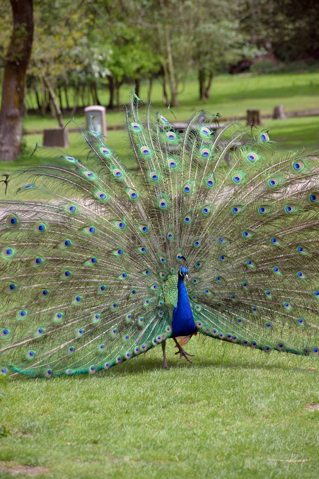 peacock in fota county cork by morrbyte