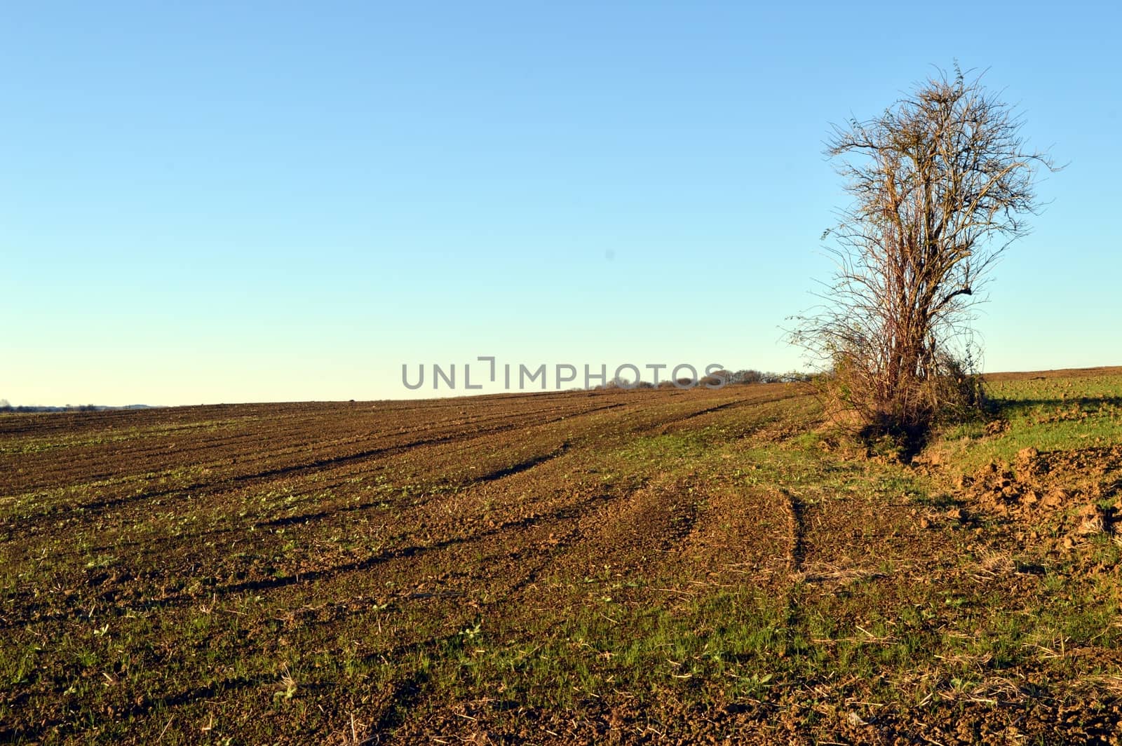 Plowing field with a tree isolated under a setting sun