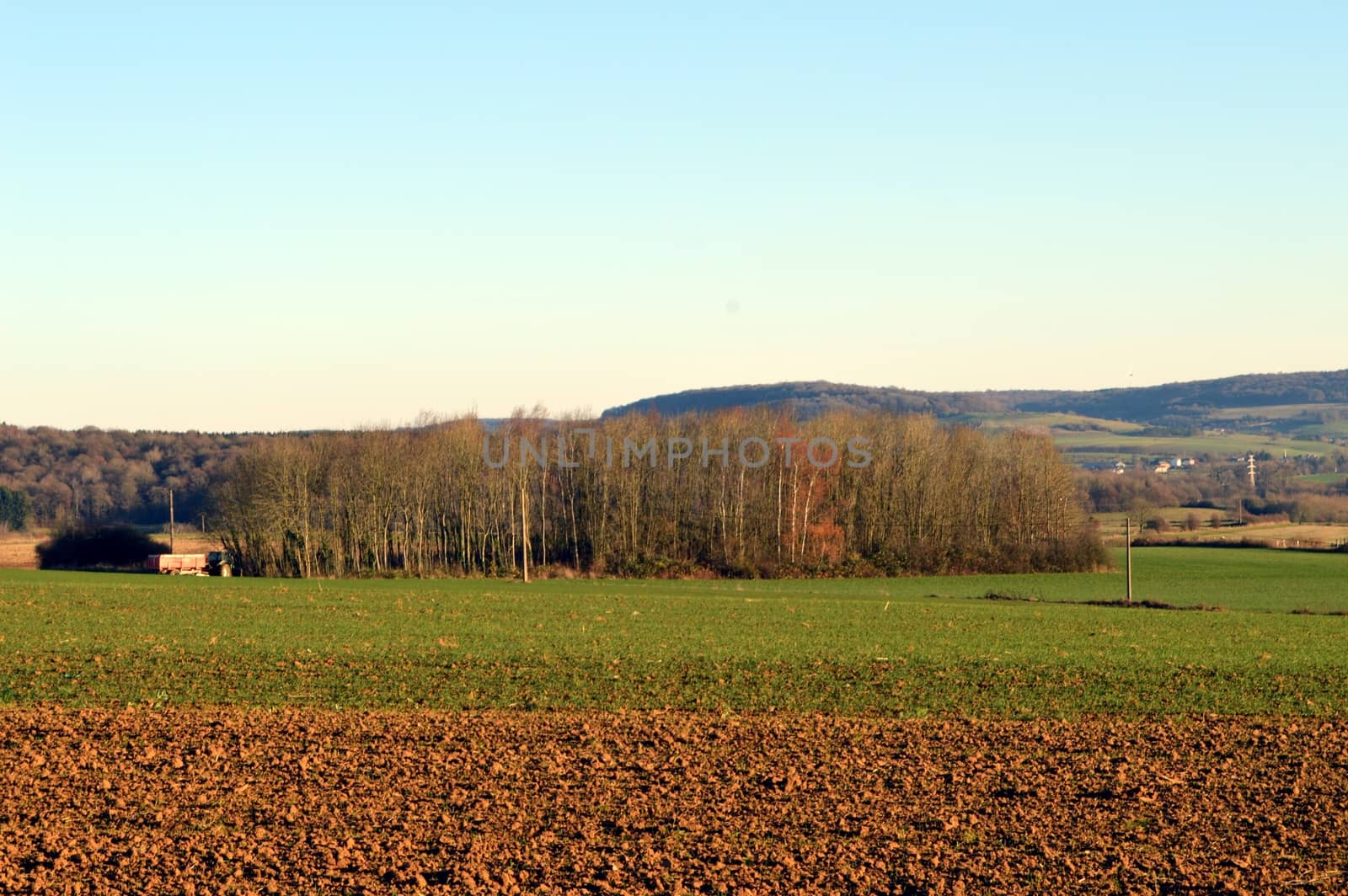 Plowed field and young thumb with a grove of trees in the background