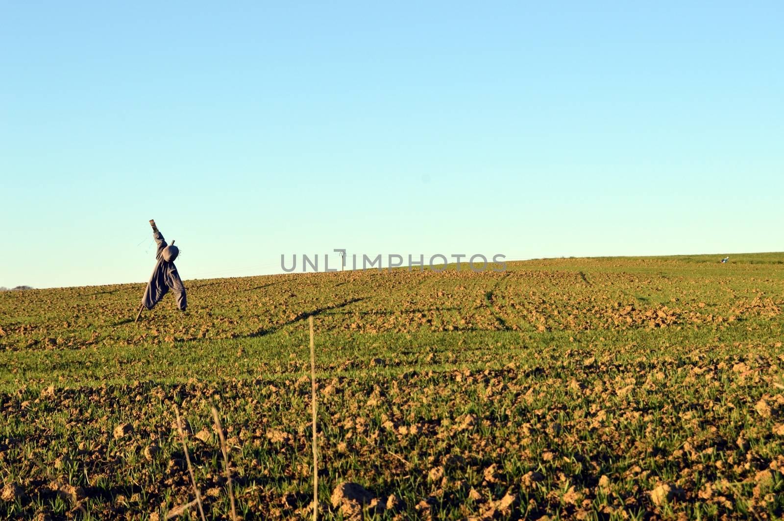 Scarecrow on a field of young shoots under a sunset