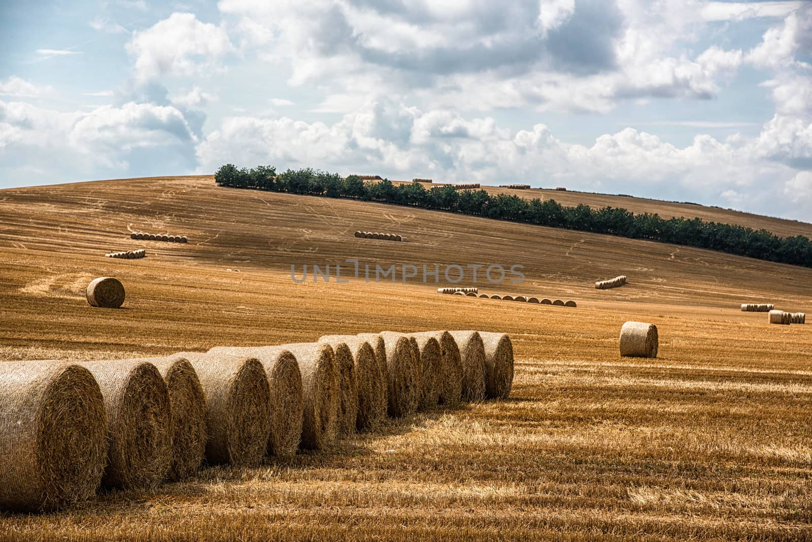 row of hay rolls in field