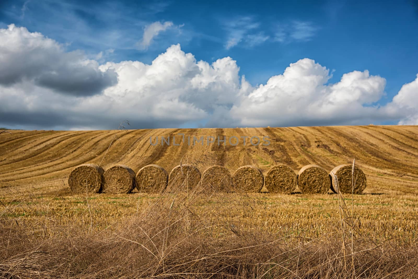 rolls of hay in field, Germany