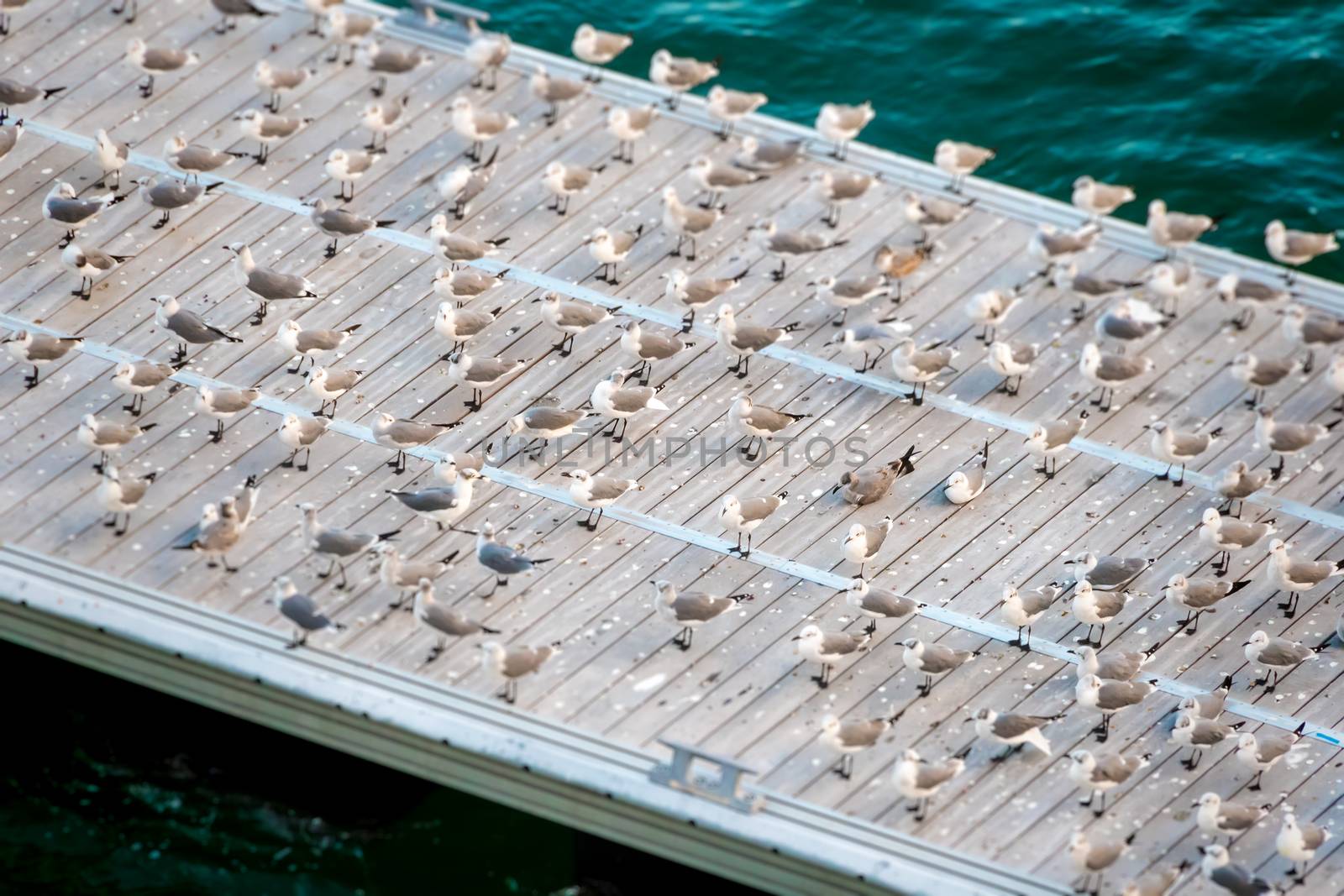 A flock of seagulls gathering on the pier to rest and groom.