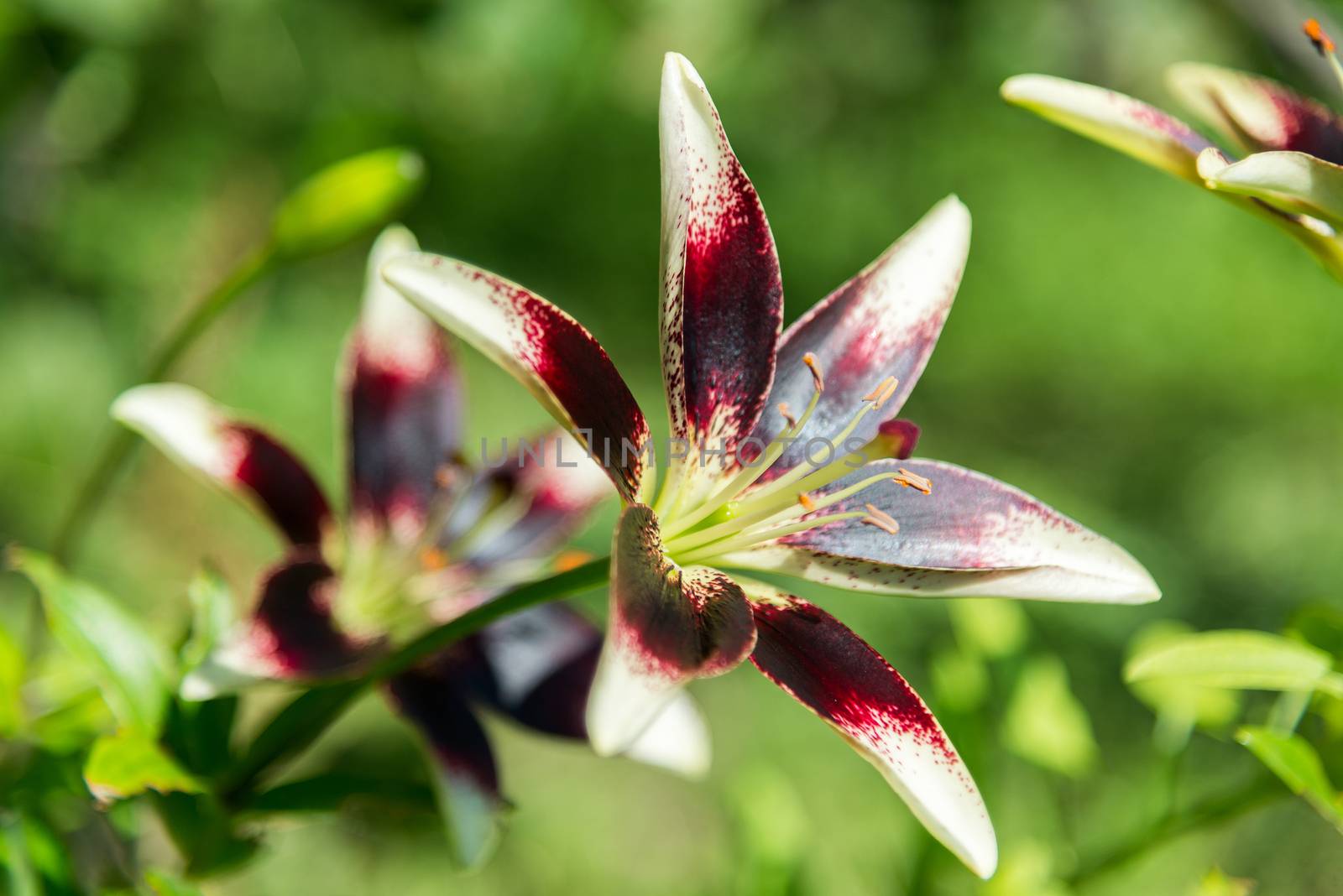 White and purple lily in flowerbed in garden by olgavolodina