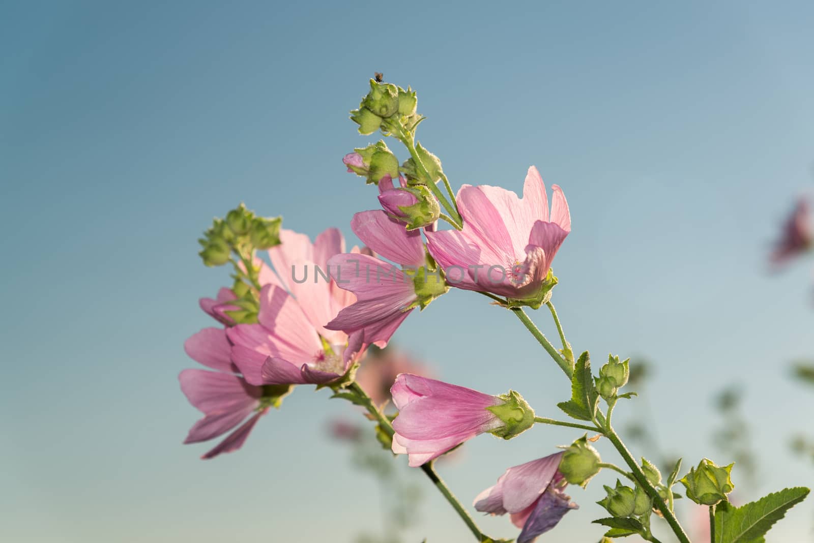 Meadow pink Mallow against a blue sky by olgavolodina