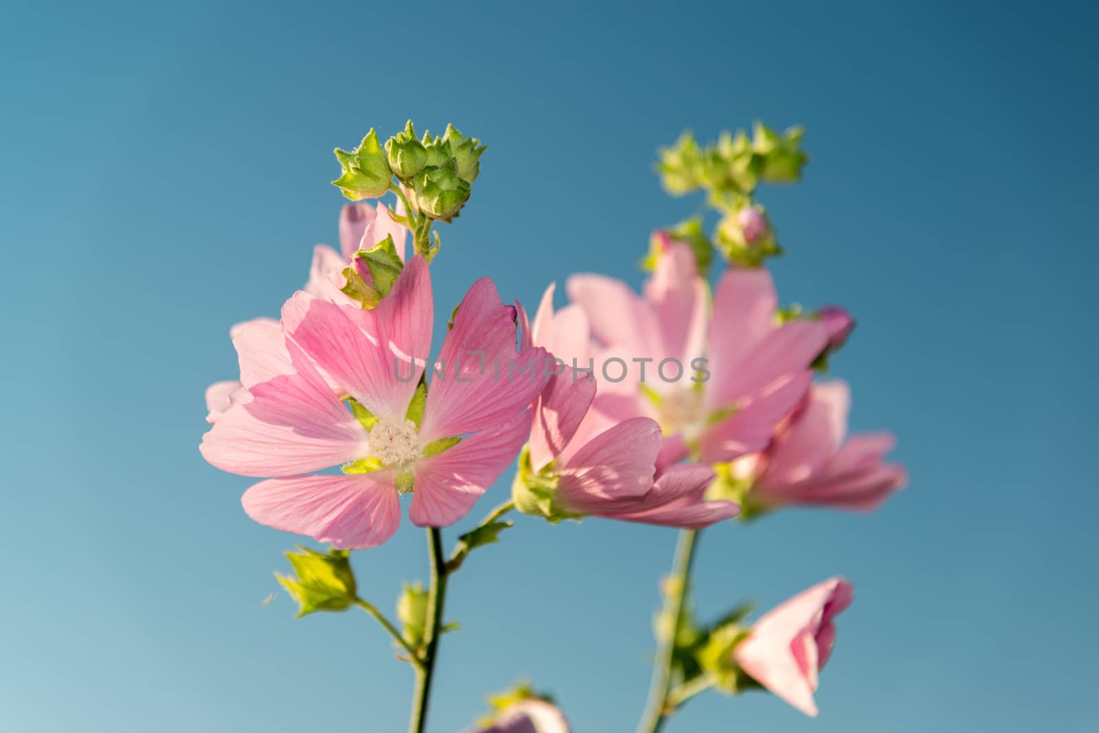 Meadow pink Mallow against a blue sky by olgavolodina