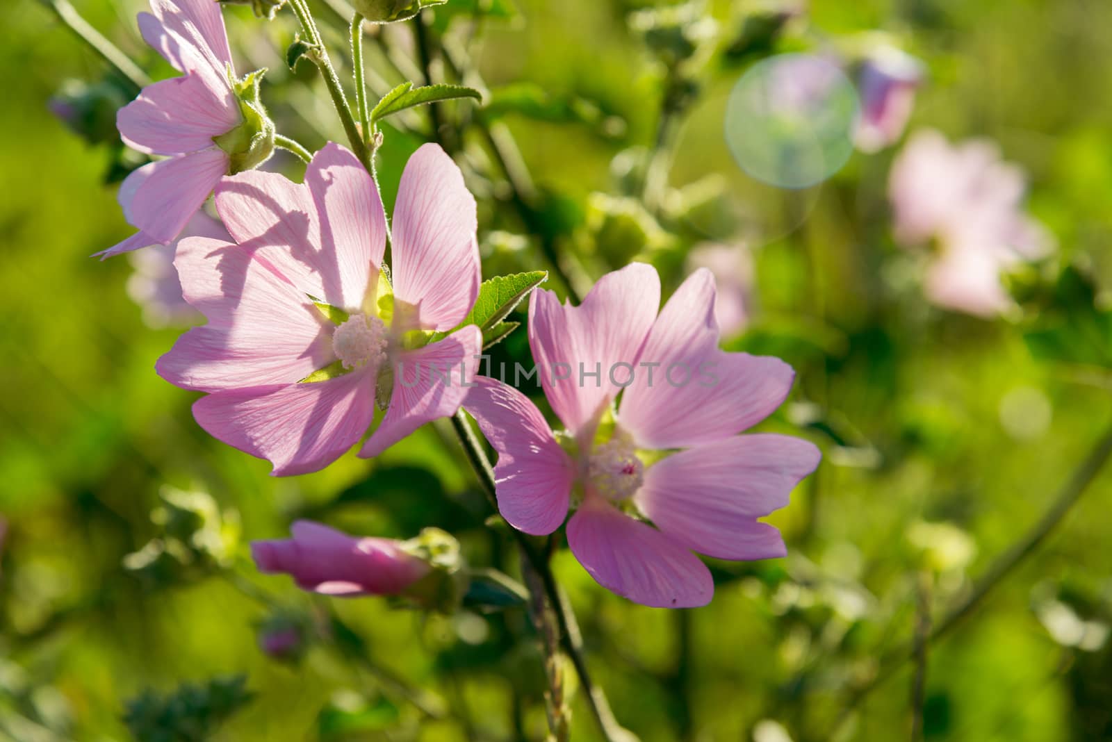 Purple pink meadow mallow flowers (Malva) by olgavolodina