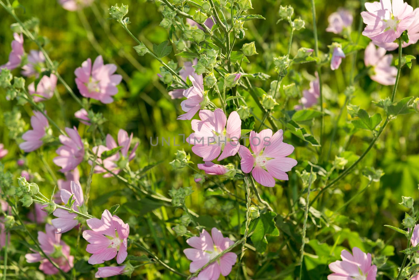 Purple pink meadow mallow flowers (Malva) by olgavolodina