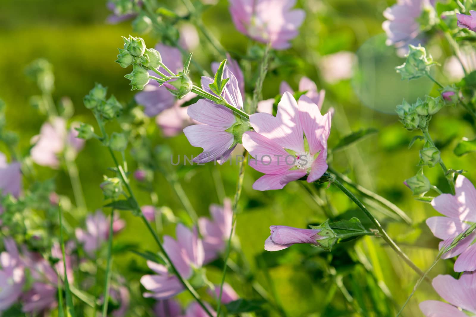 Purple pink meadow mallow flowers (Malva) by olgavolodina