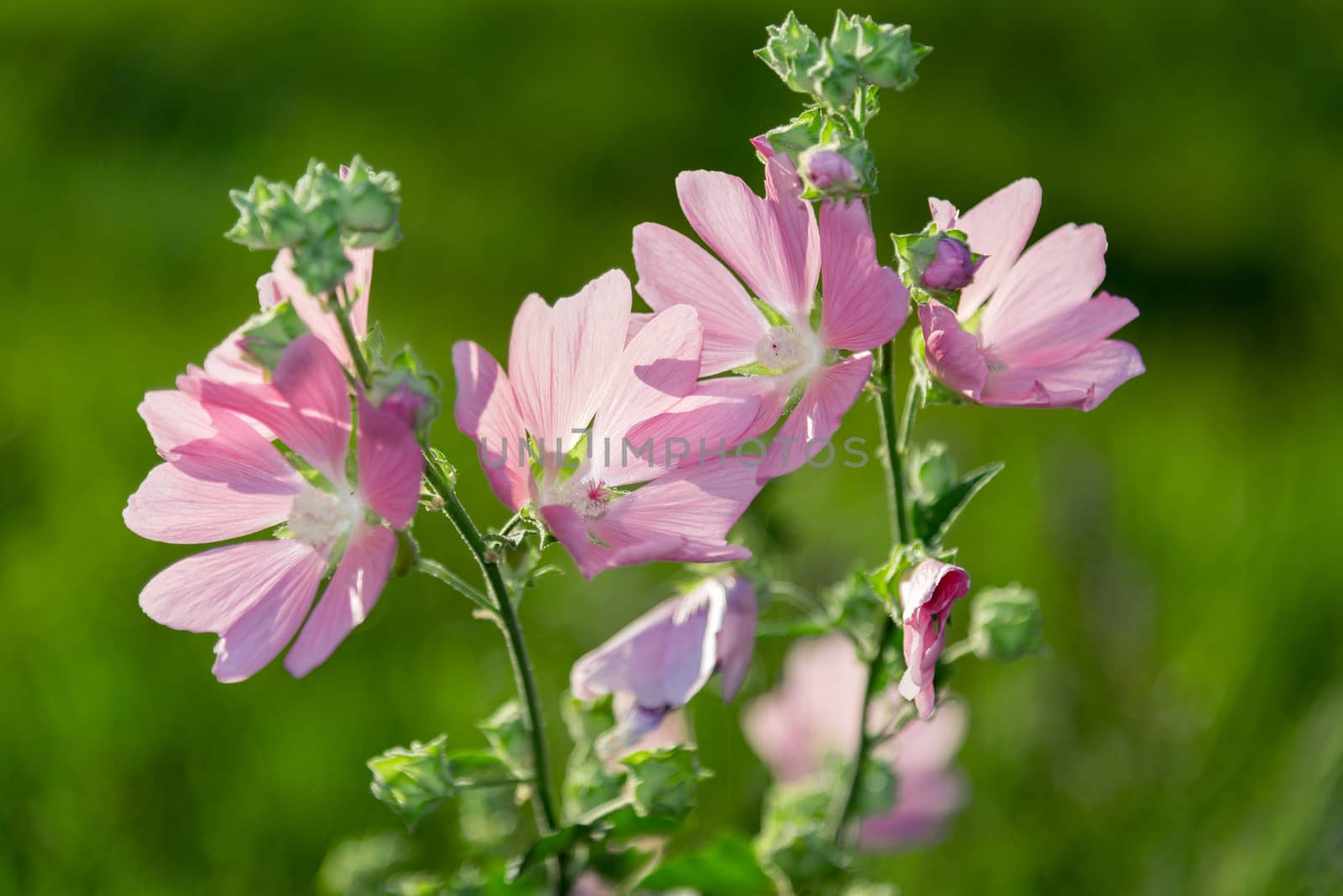 Purple pink meadow mallow flowers (Malva) close up