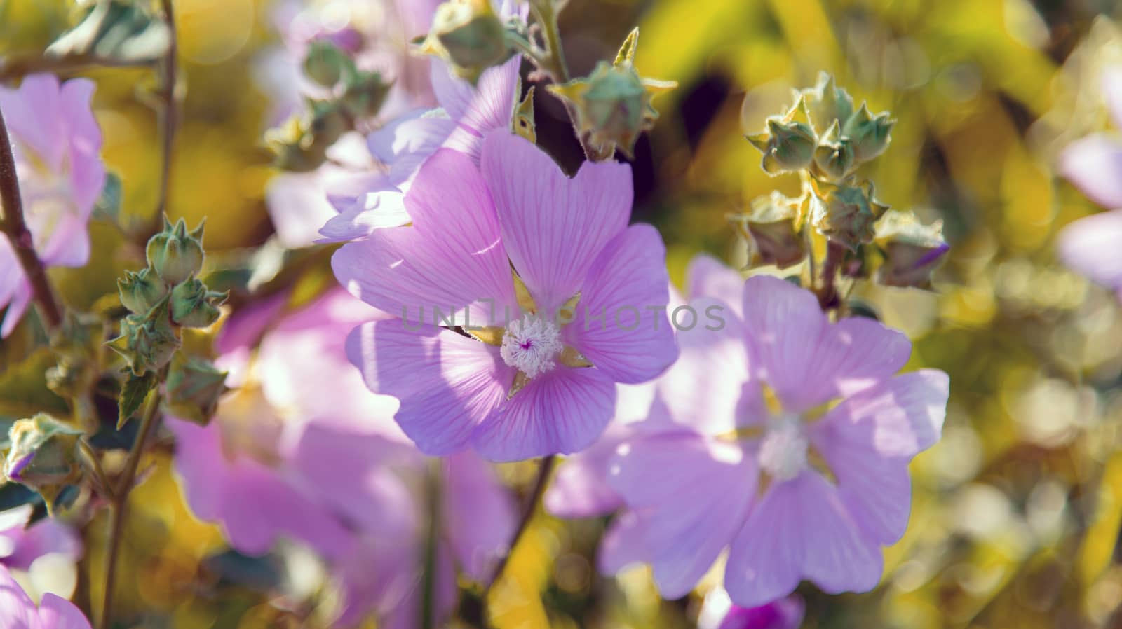 Purple pink meadow mallow flowers (Malva) by olgavolodina