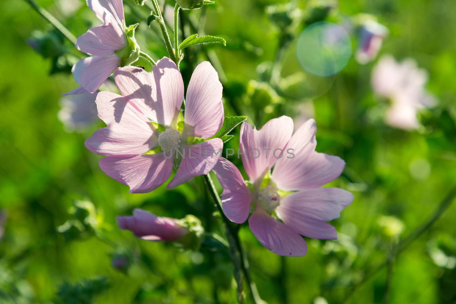 Meadow Mauve pink sways in breeze by olgavolodina