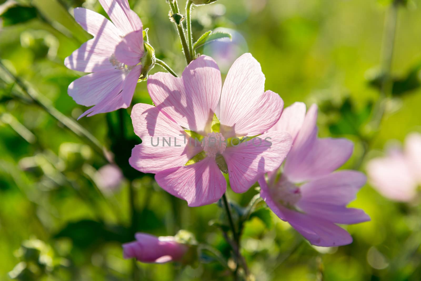 Meadow Mauve pink sways in the breeze