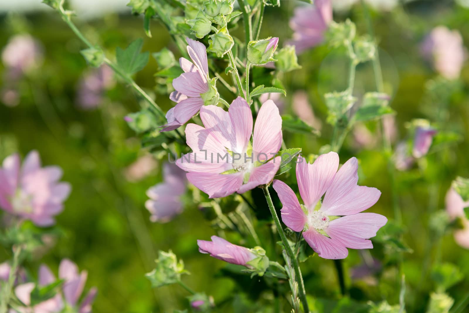 Meadow Mauve pink sways in breeze by olgavolodina