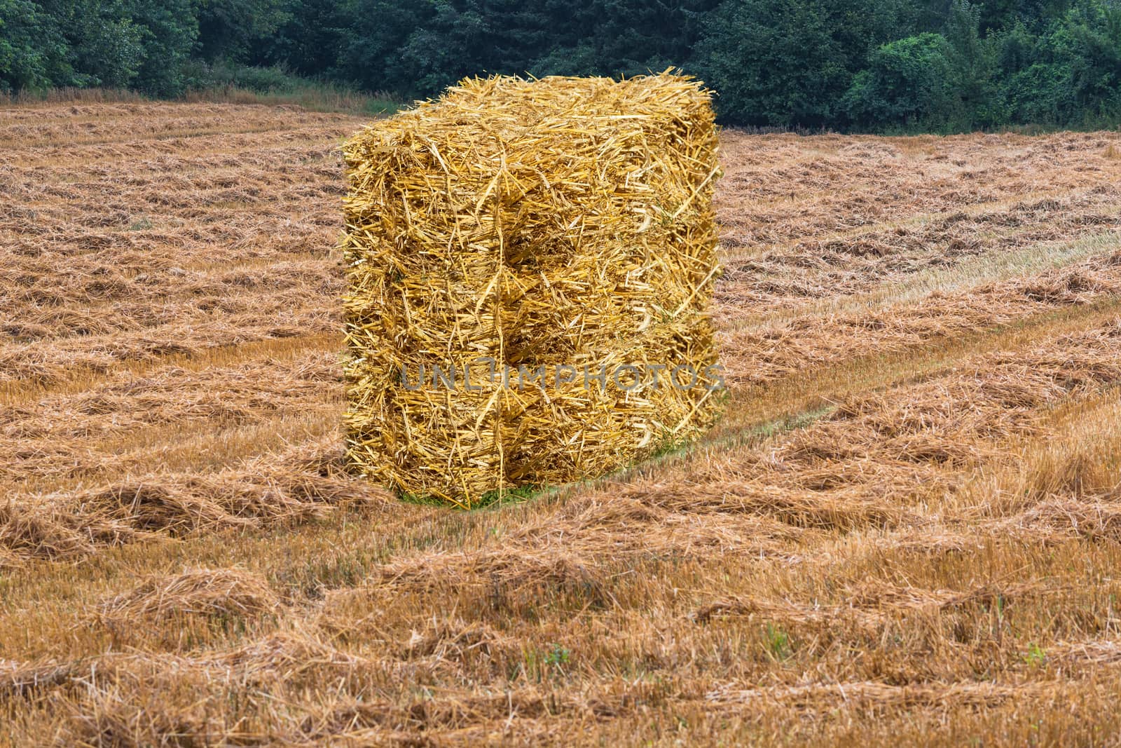 Mowed grain field with hay bales and forest in the background.