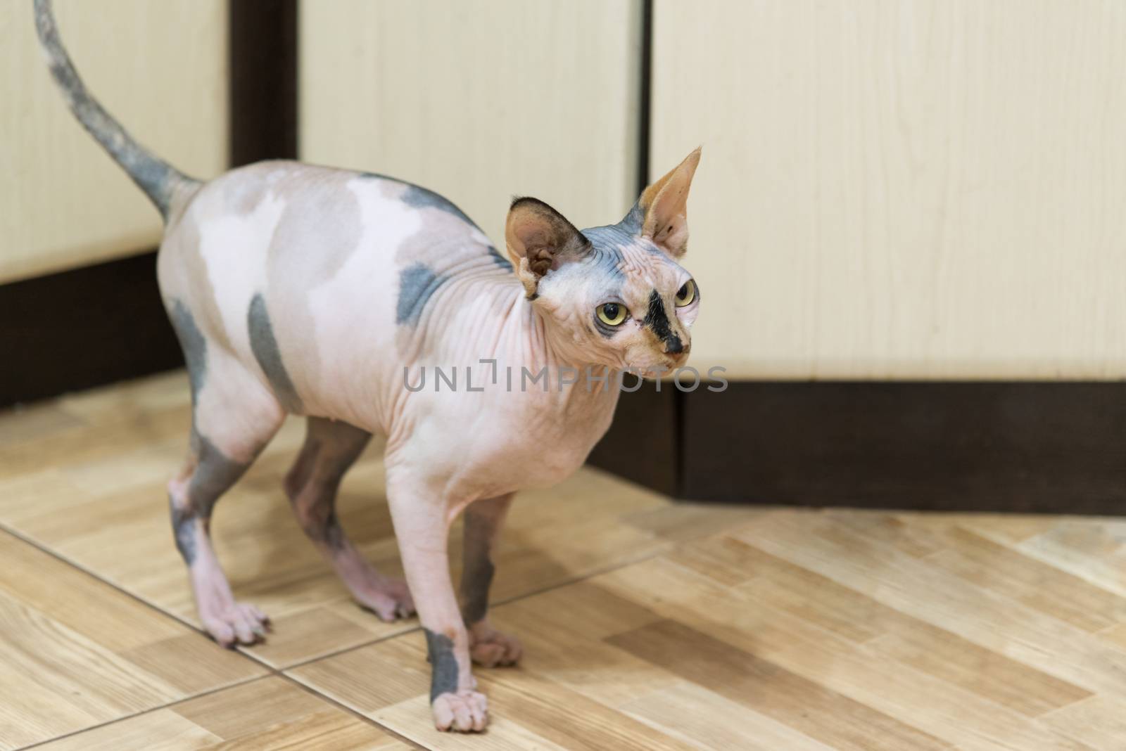 Mottled Peterbald on kitchen floor by olgavolodina