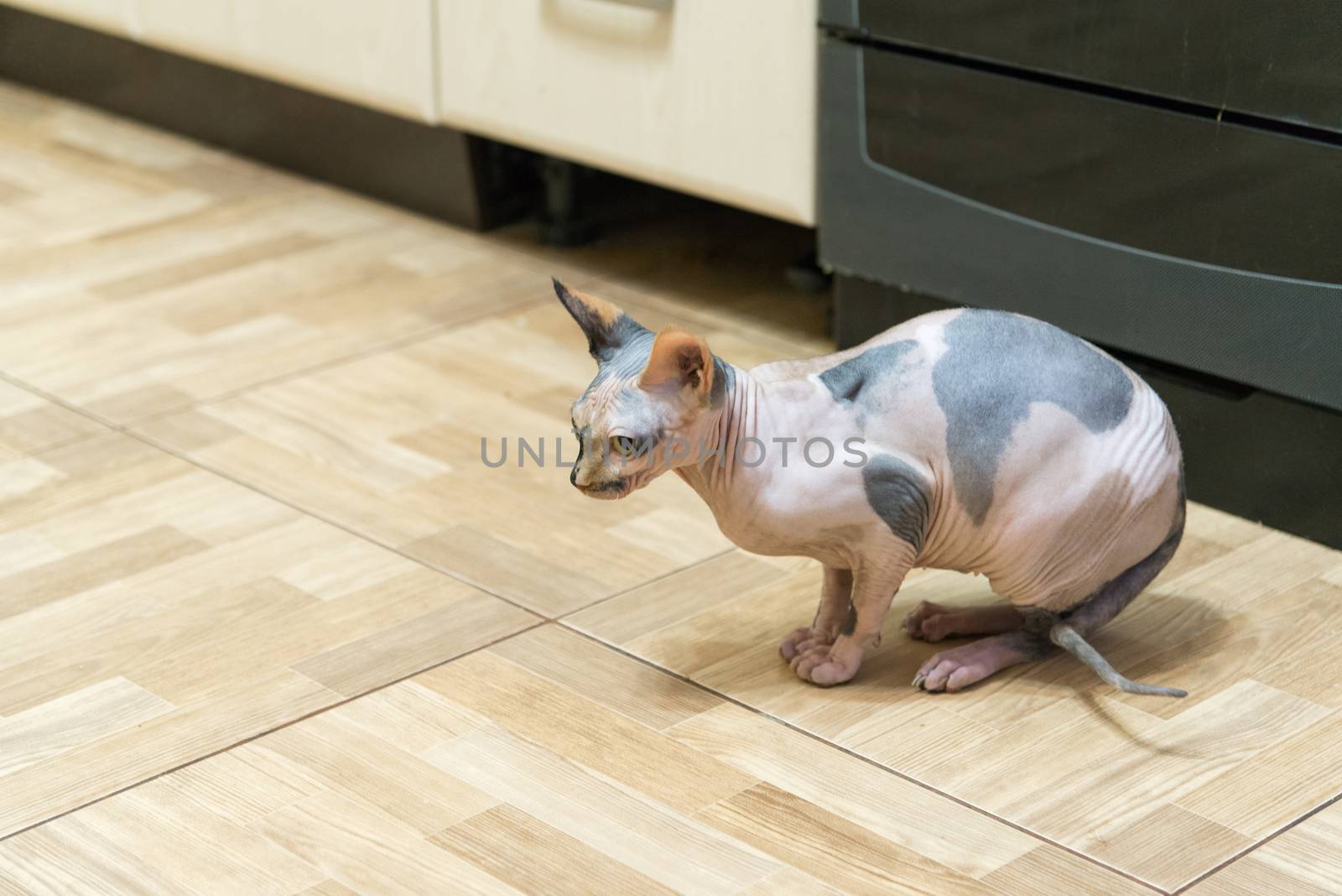 A Mottled Peterbald on the kitchen floor