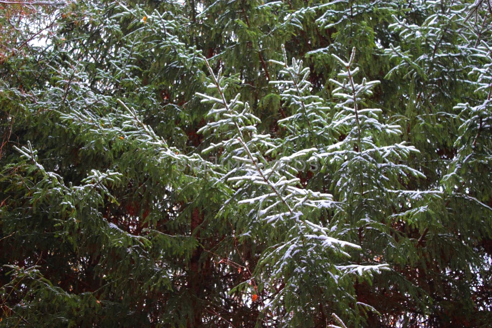 forest with pine trees winter, snow cold