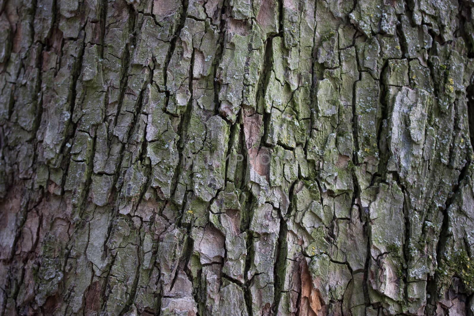 big old tree texured bark with moss background