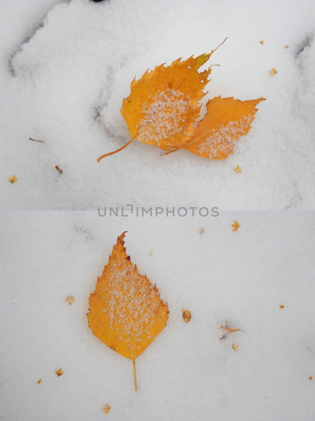 autumn leaf on the snow by liwei12