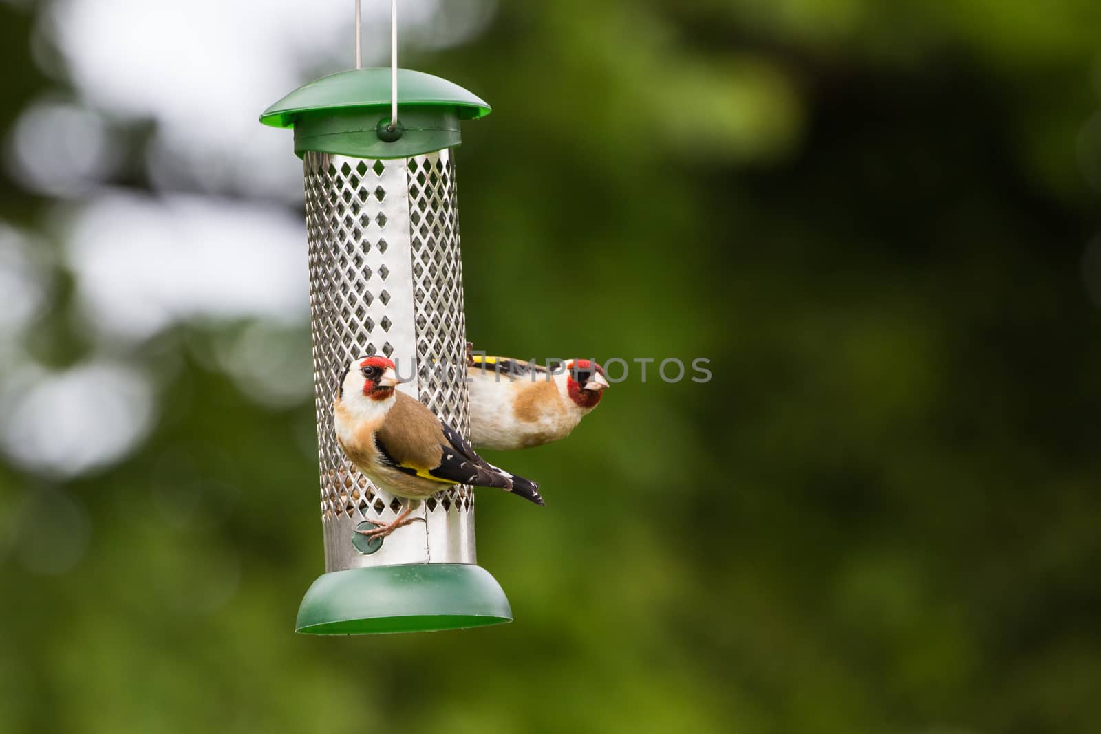 Two Goldfinch (Carduelis Carduelis) feed on Garden Feeder of Sunflower Hearts